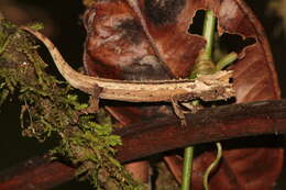Image of Domergue's Leaf Chameleon