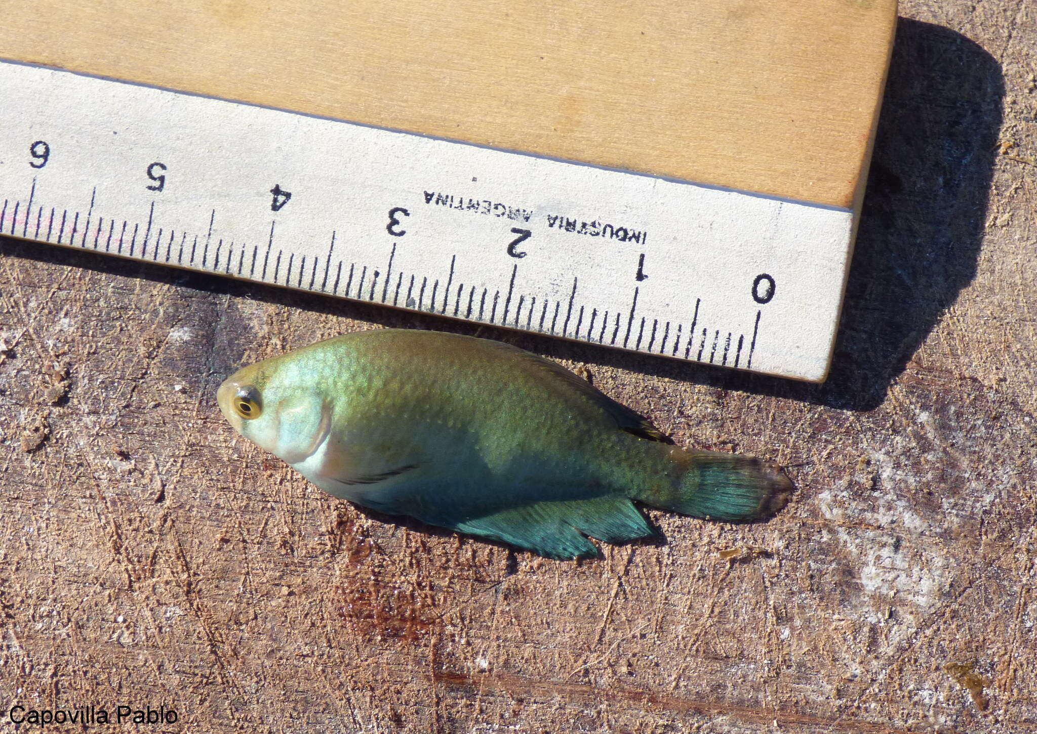 Image of Argentine pearlfish