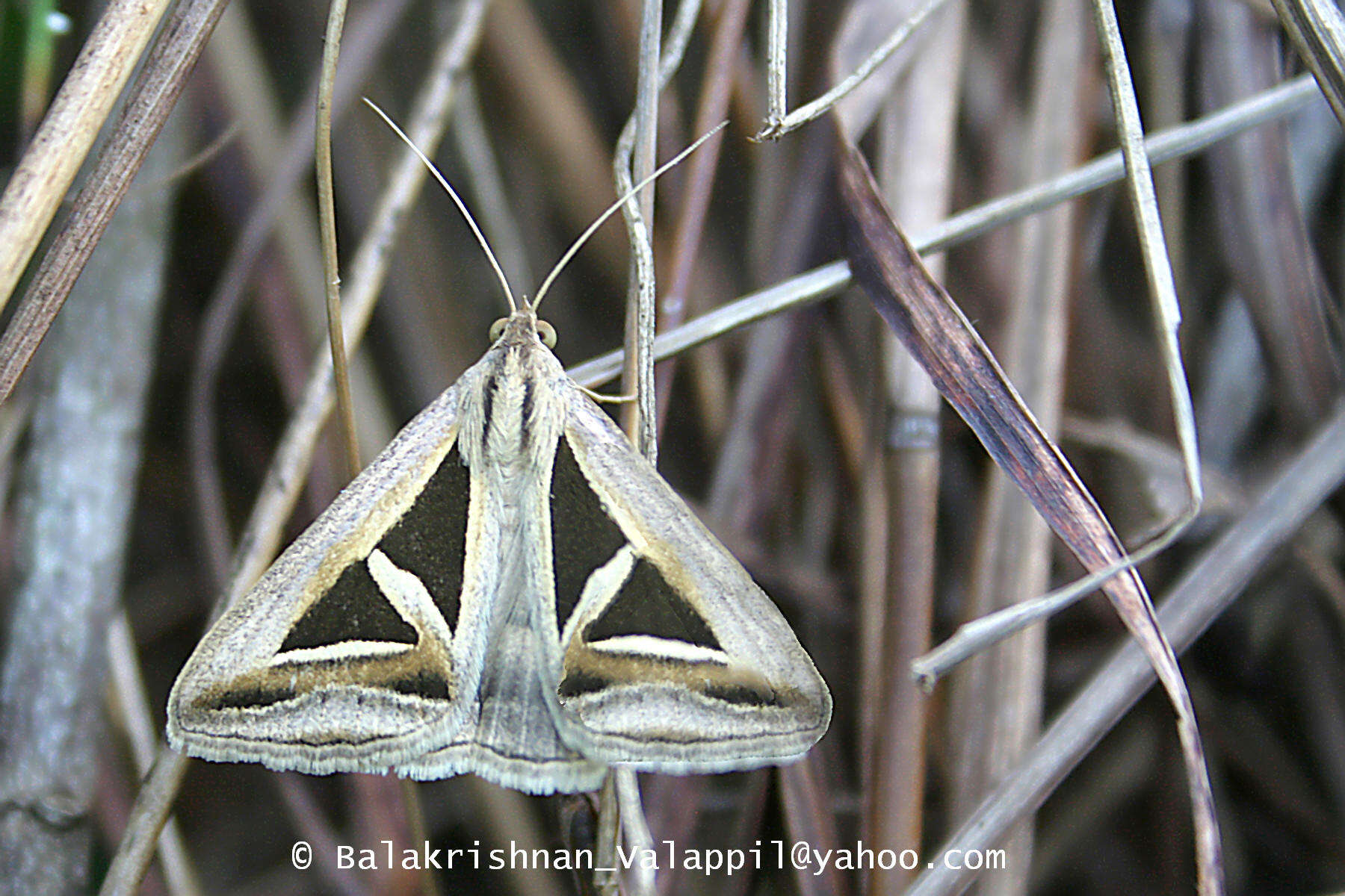 Image of Trigonodes hyppasia Cramer 1779