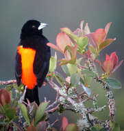 Image of Flame-rumped Tanager