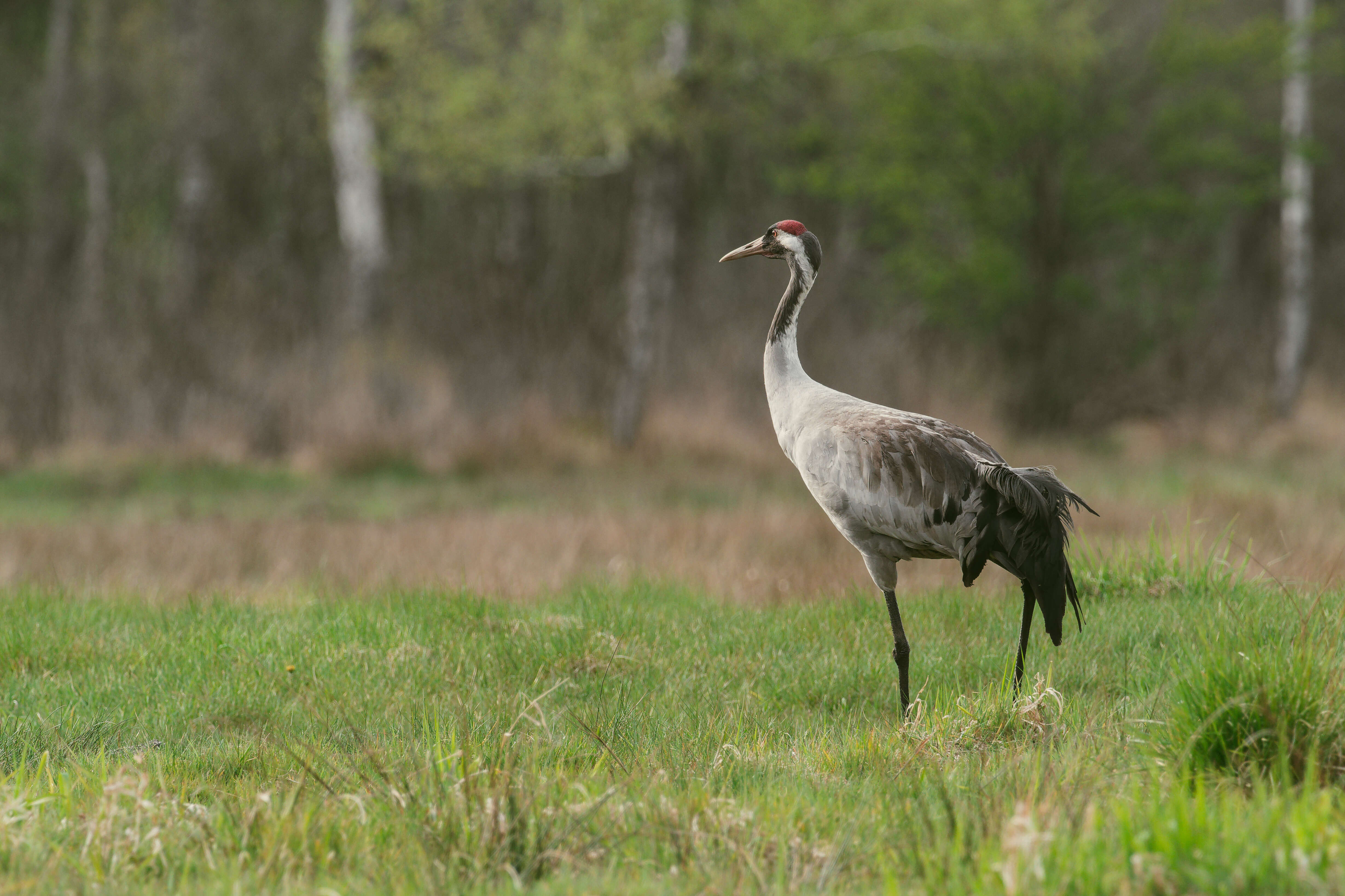 Image of Common Crane