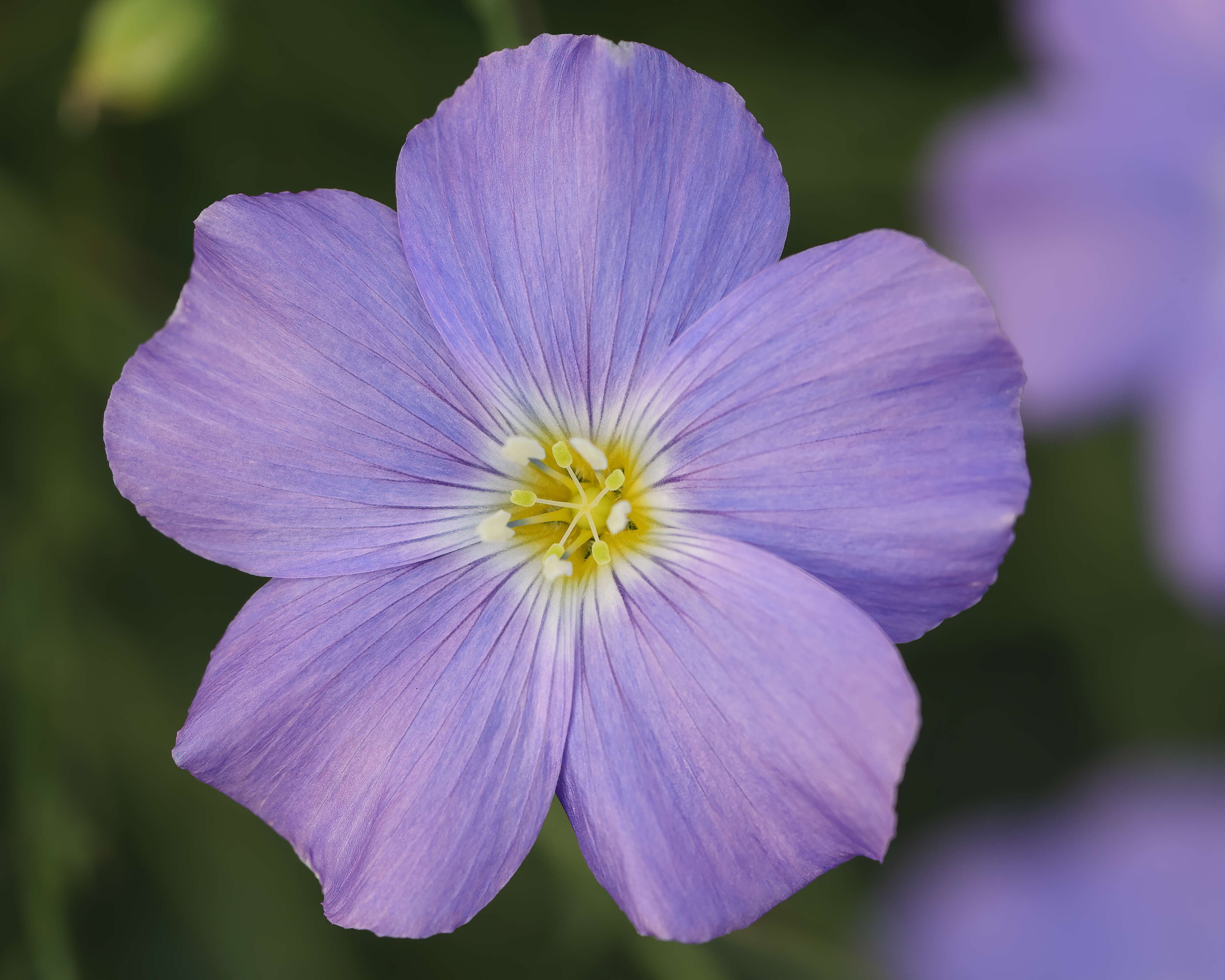 Imagem de Linum alpinum Jacq.