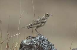 Image of Oriental Skylark