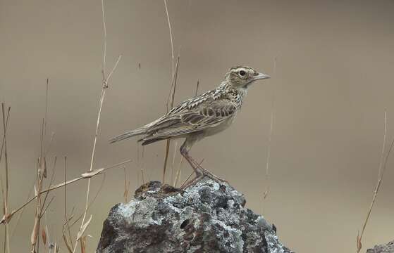 Image of Oriental Skylark