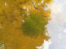 Image of Stonewort