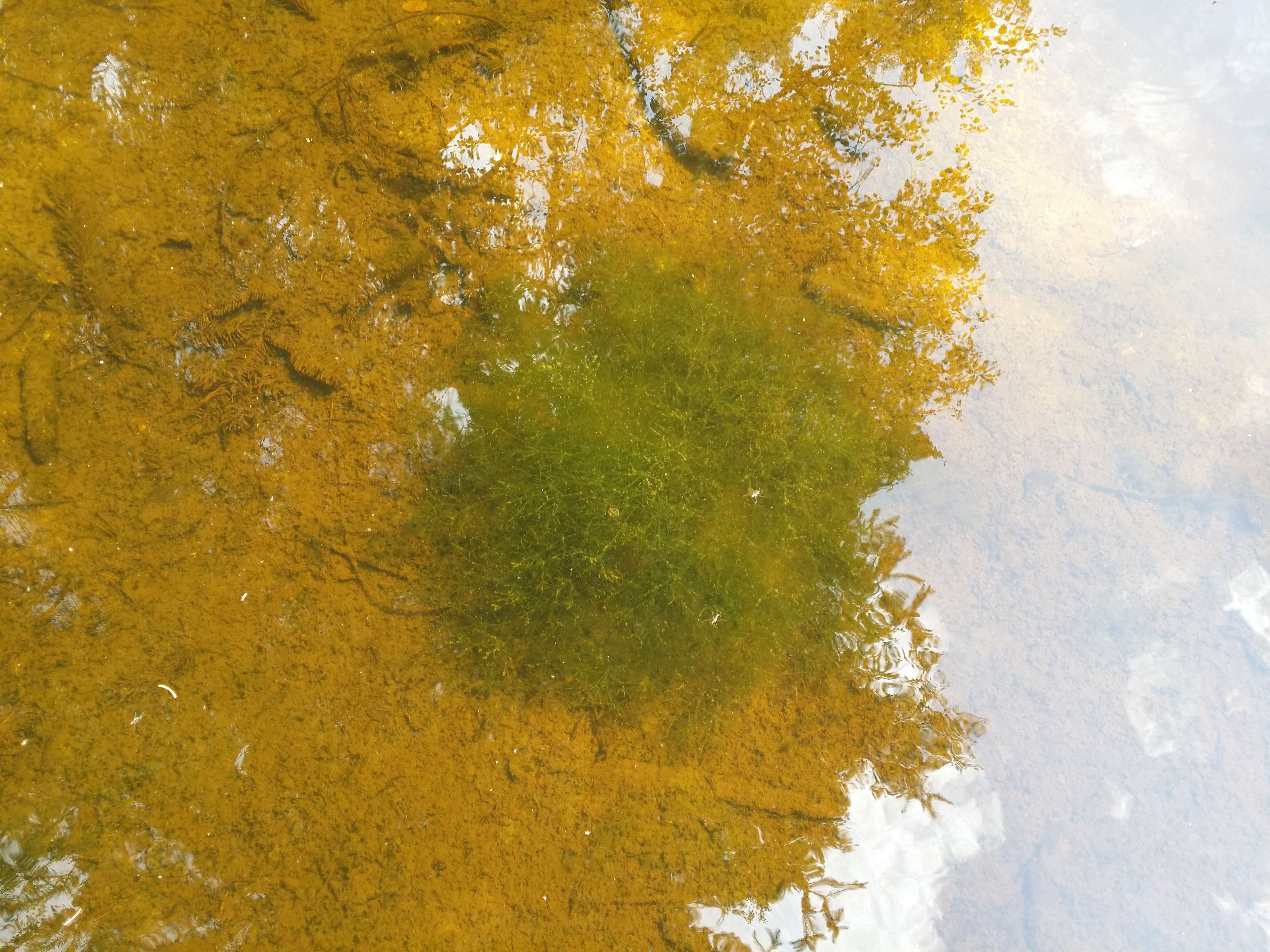 Image of Stonewort