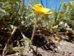 Image of silverweed cinquefoil