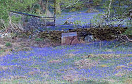 Image of Common Bluebell