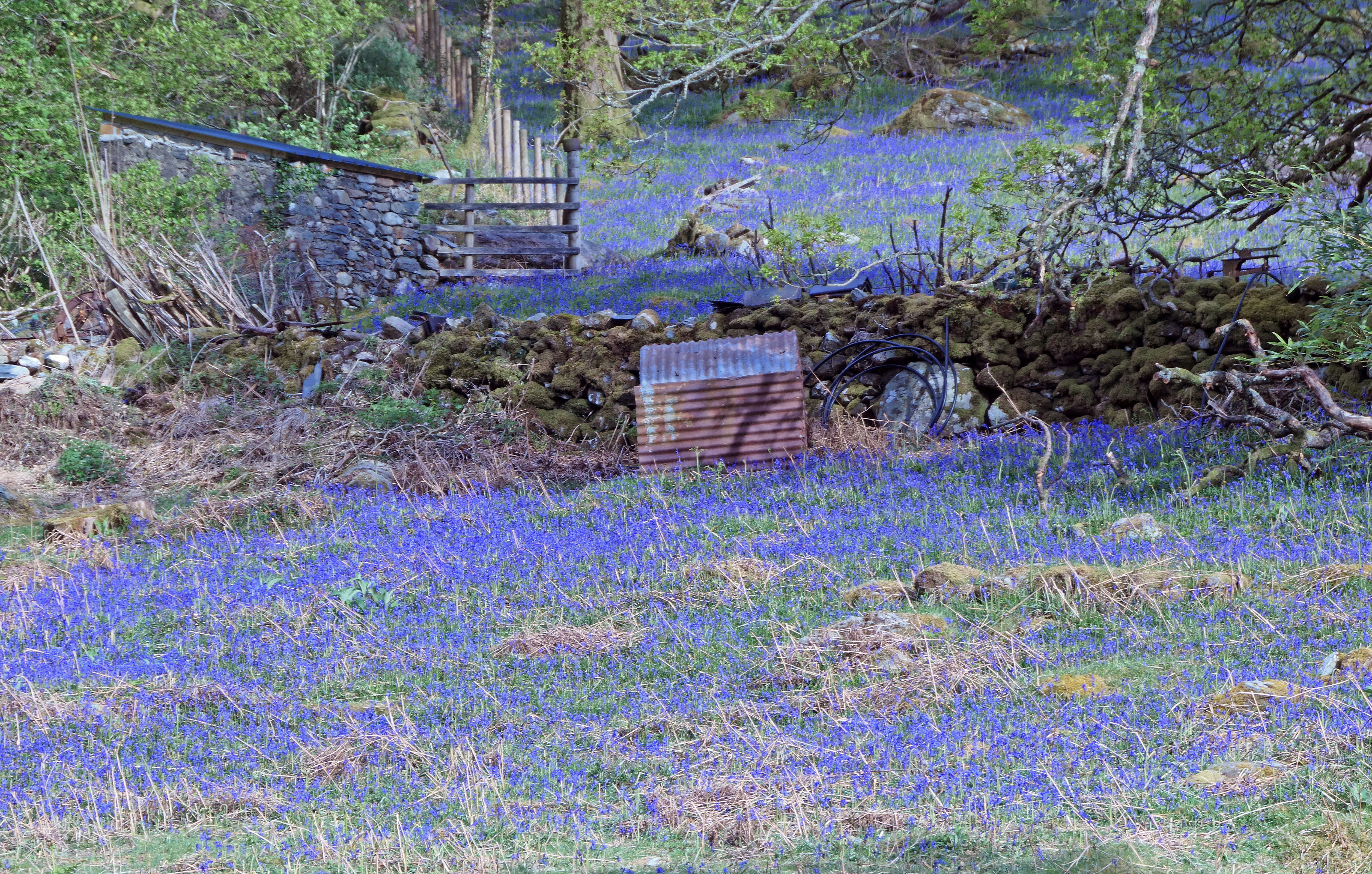 Image of Common Bluebell