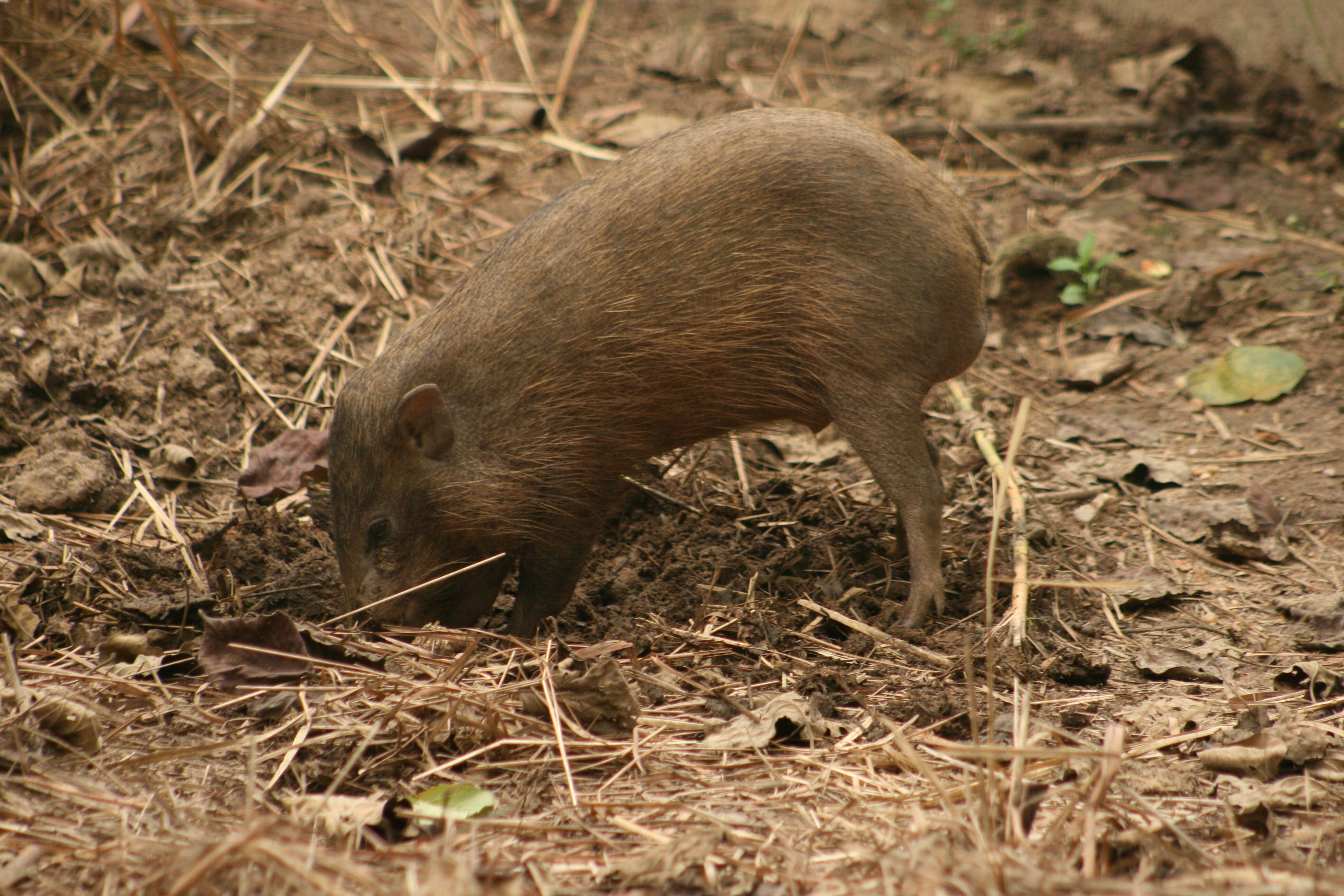Image of pygmy hog