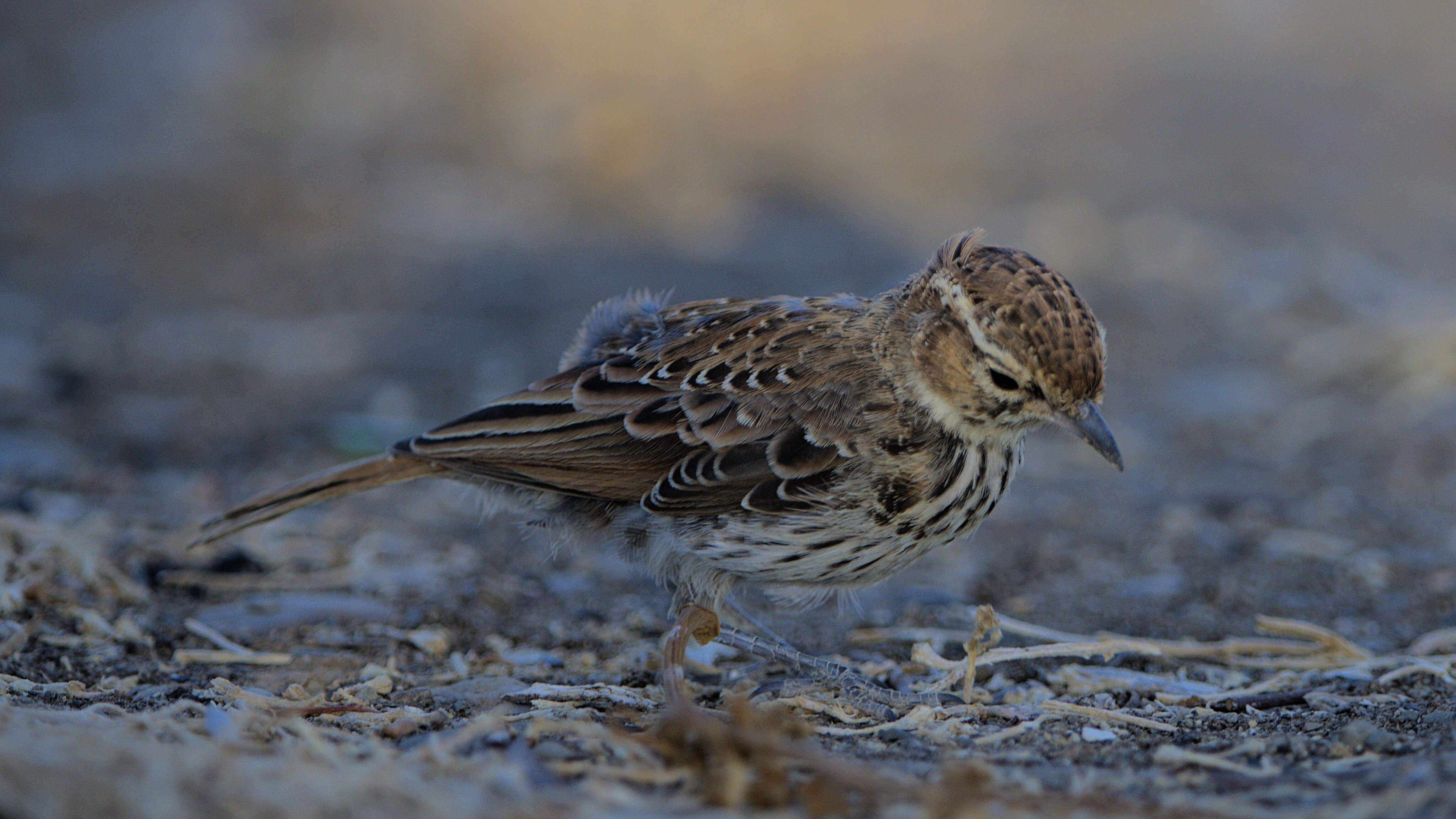 Image of Karoo Lark