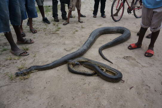 Image of Green anaconda