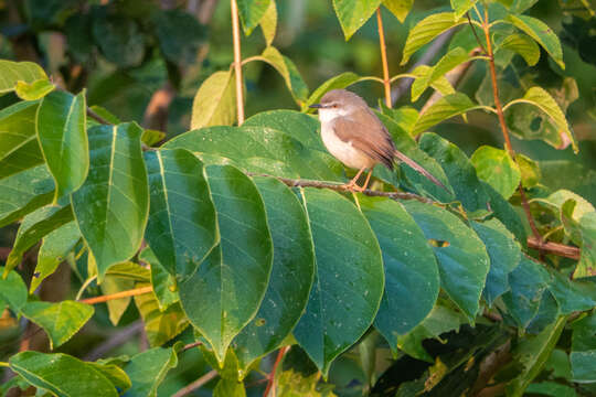 Image of Grey-breasted Prinia