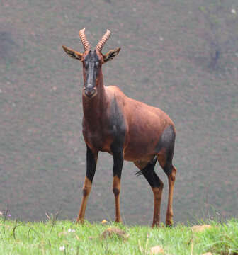 Image of Damaliscus korrigum korrigum (Ogilby 1837)