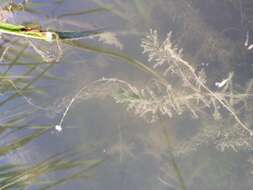 Image of western waterweed