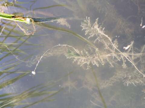 Image of western waterweed