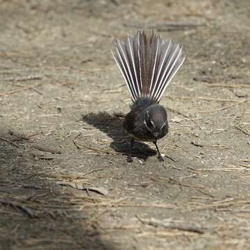 Image of Grey Fantail