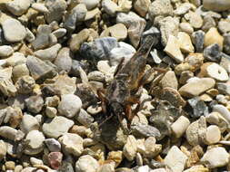 Image of European Mole Cricket