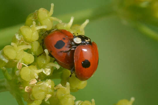 Image of twospotted lady beetle