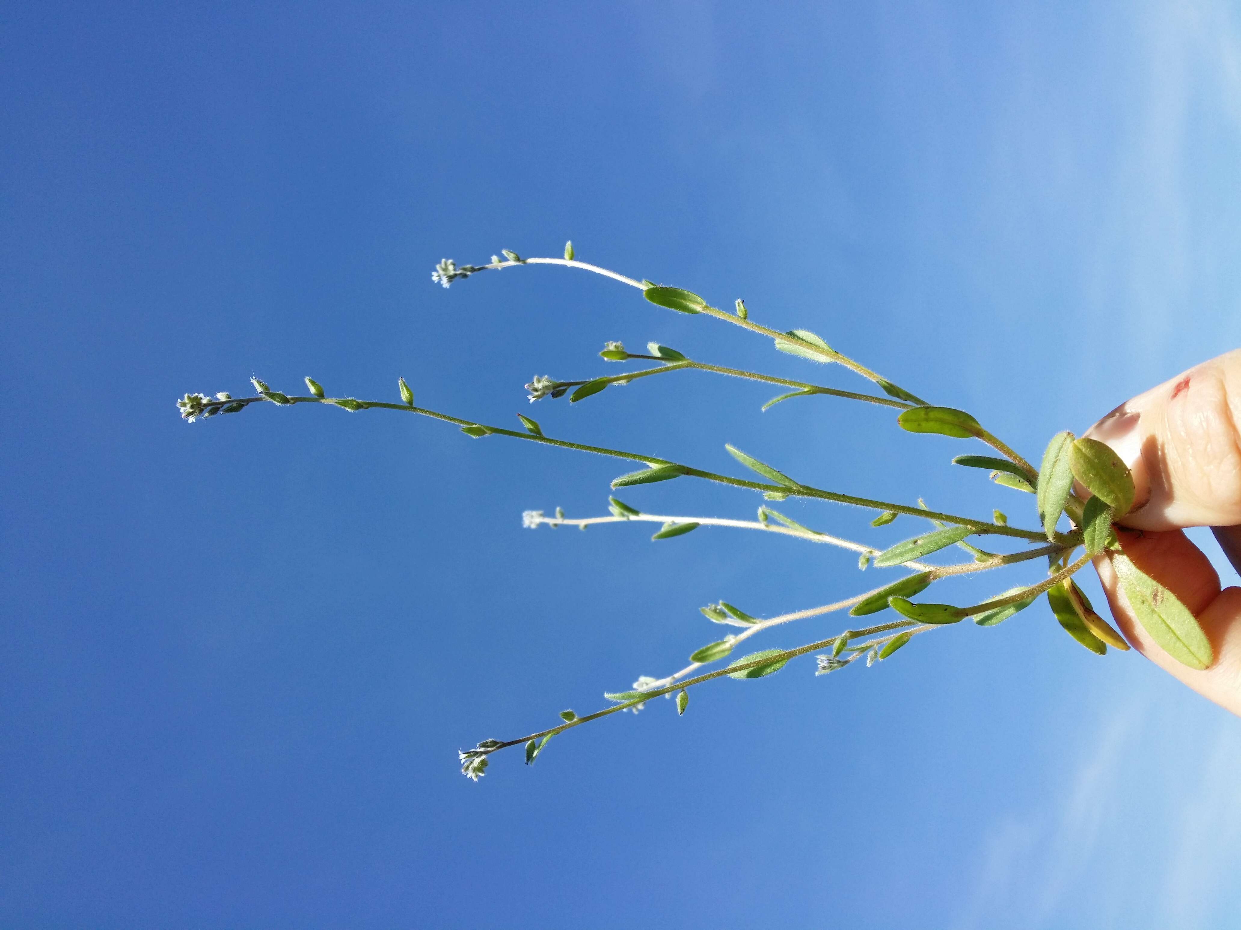 Image of strict forget-me-not