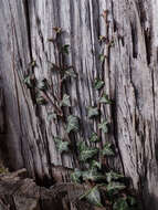 Image of English ivy