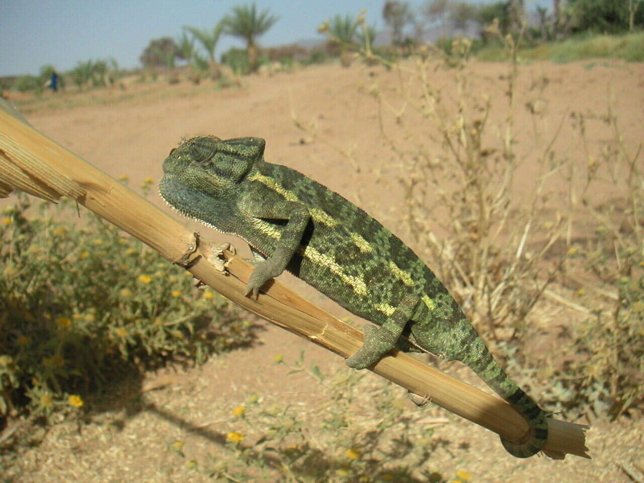 Image of African Chameleon