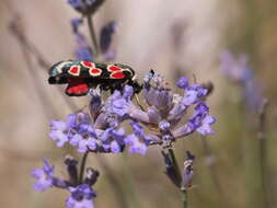 Plancia ëd Zygaena occitanica Villers 1789