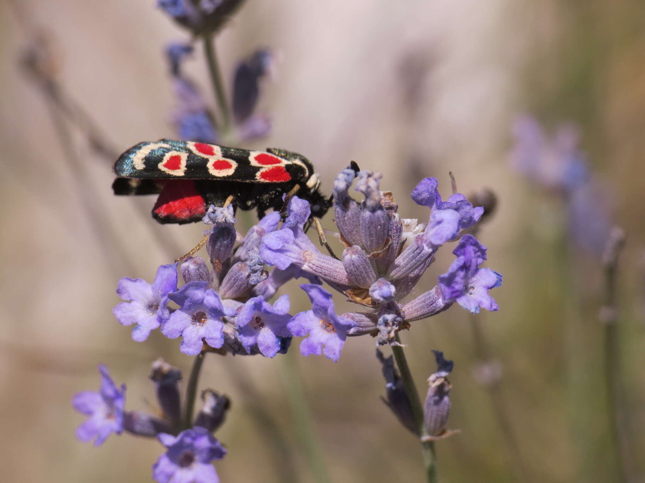 Plancia ëd Zygaena occitanica Villers 1789