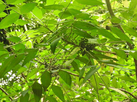 Image of Java brucea