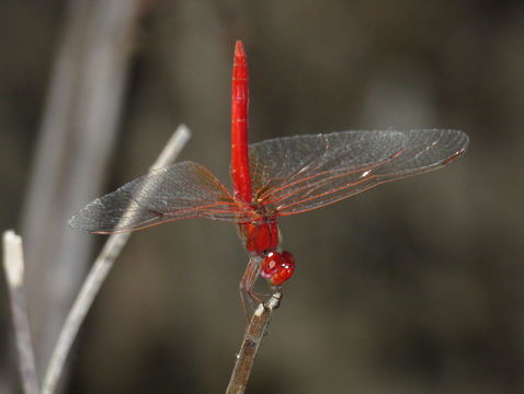 18.https www inaturalist org photos 6113117.580x360