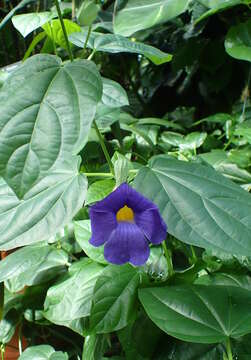 Image of Thunbergia battiscombei Turrill