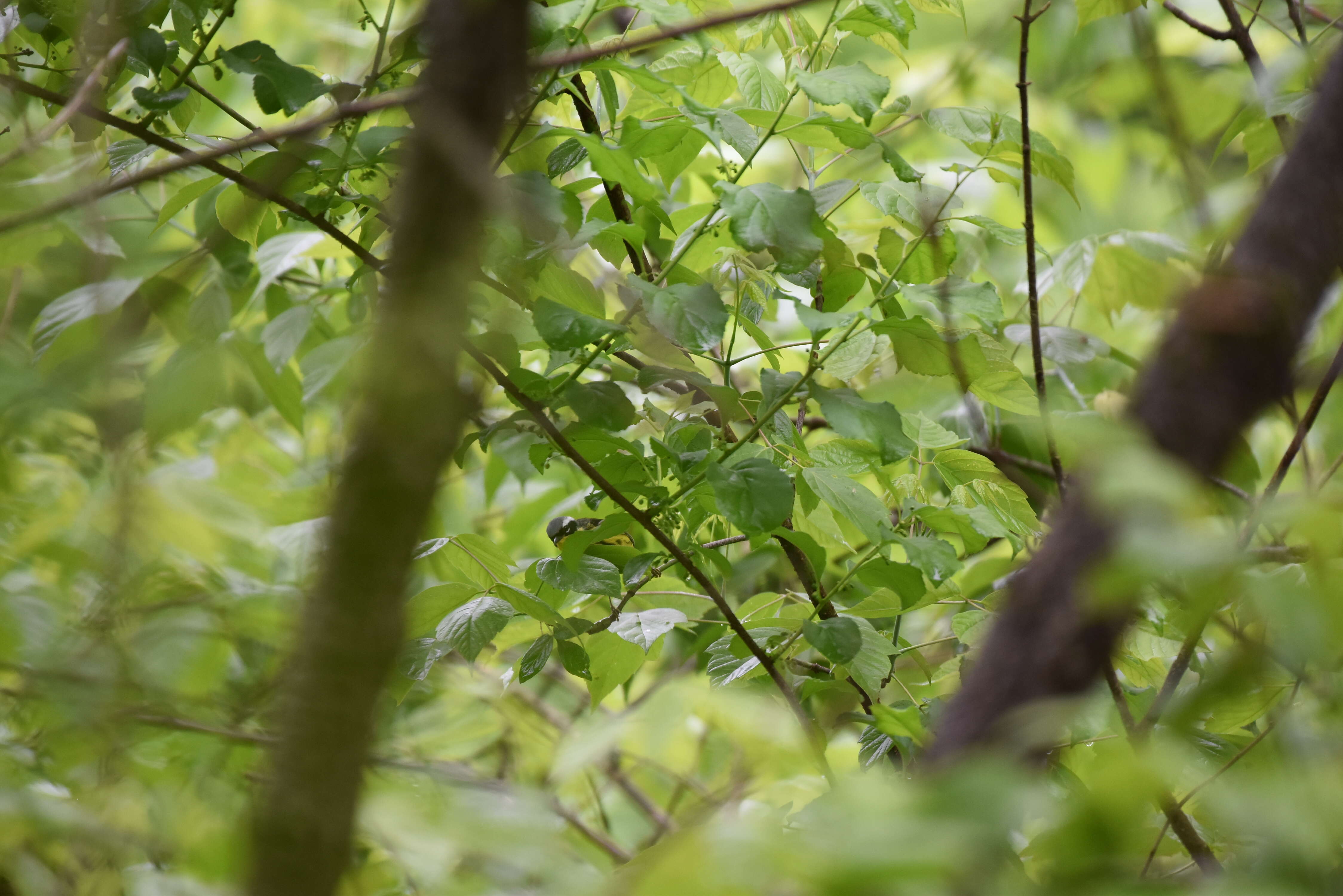 Image of Magnolia Warbler