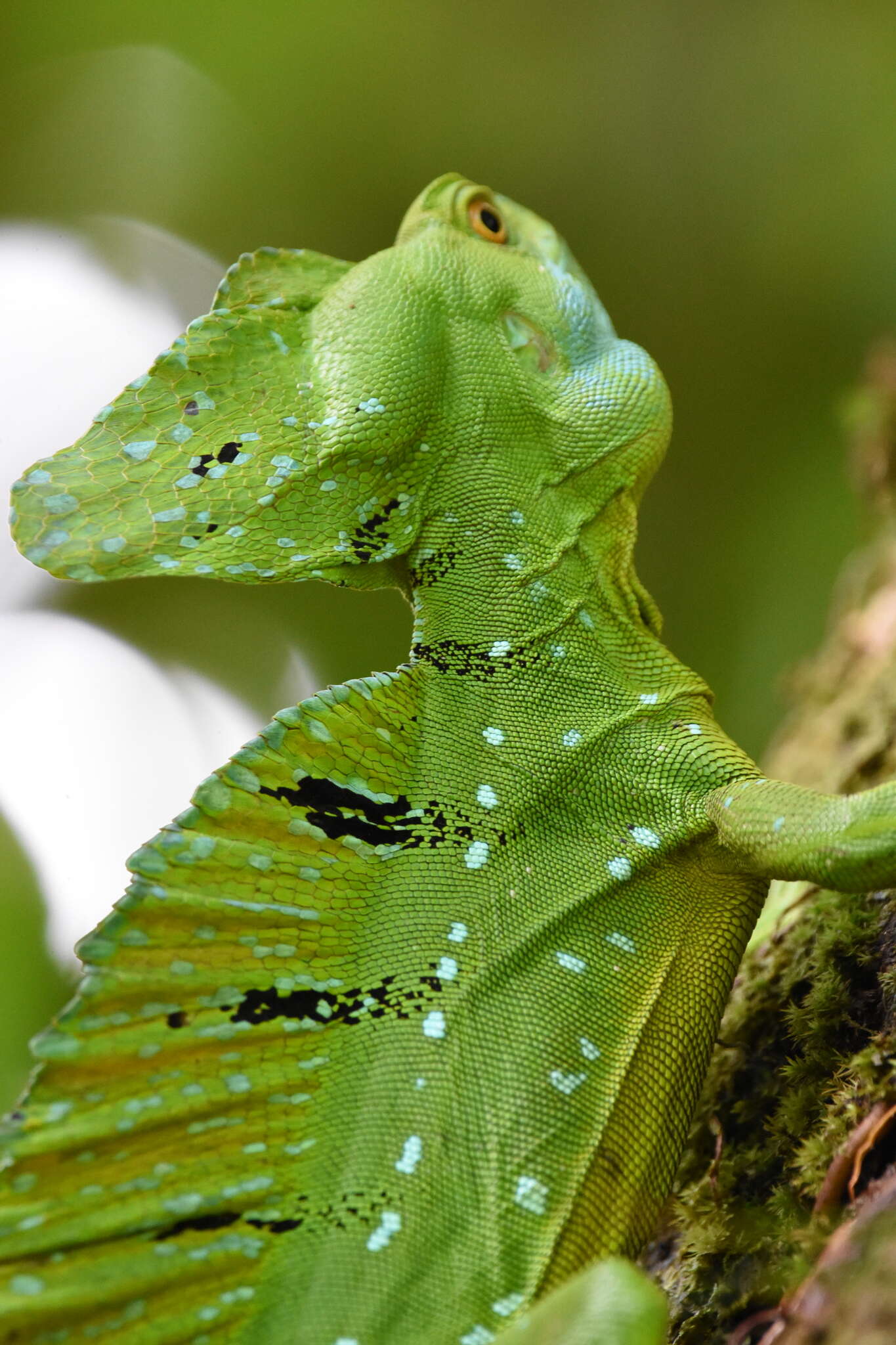 Image of Green Basilisk