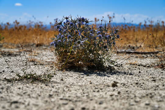 Image of amethyst eryngo