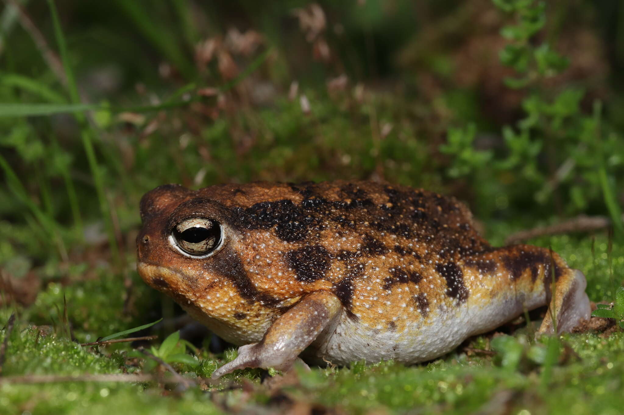 Image of Namaqua Rain Frog