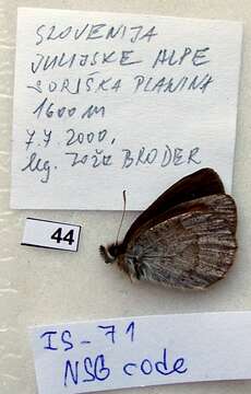 Image of Erebia calcarius