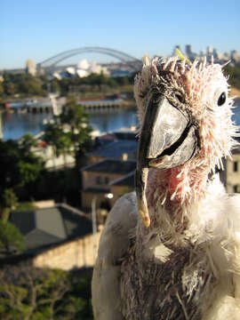 Image of Sulphur-crested Cockatoo