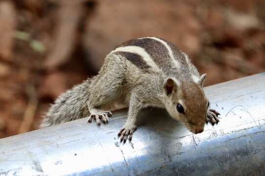 Image of Indian palm squirrel