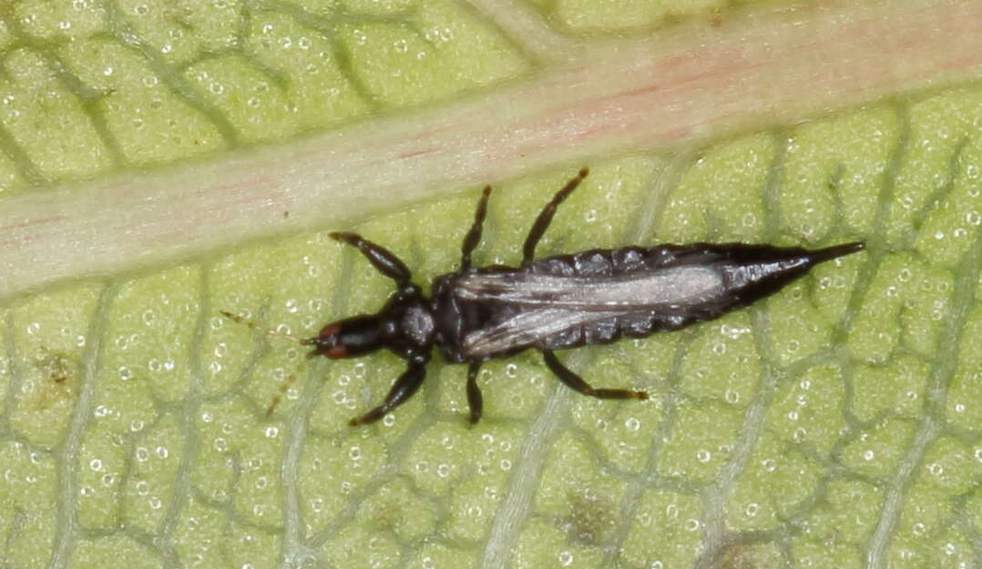 Image of tube-tailed thrips