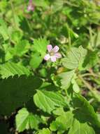 Image of Round-leaved Crane's-bill