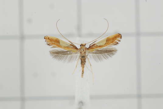 Image of Caloptilia