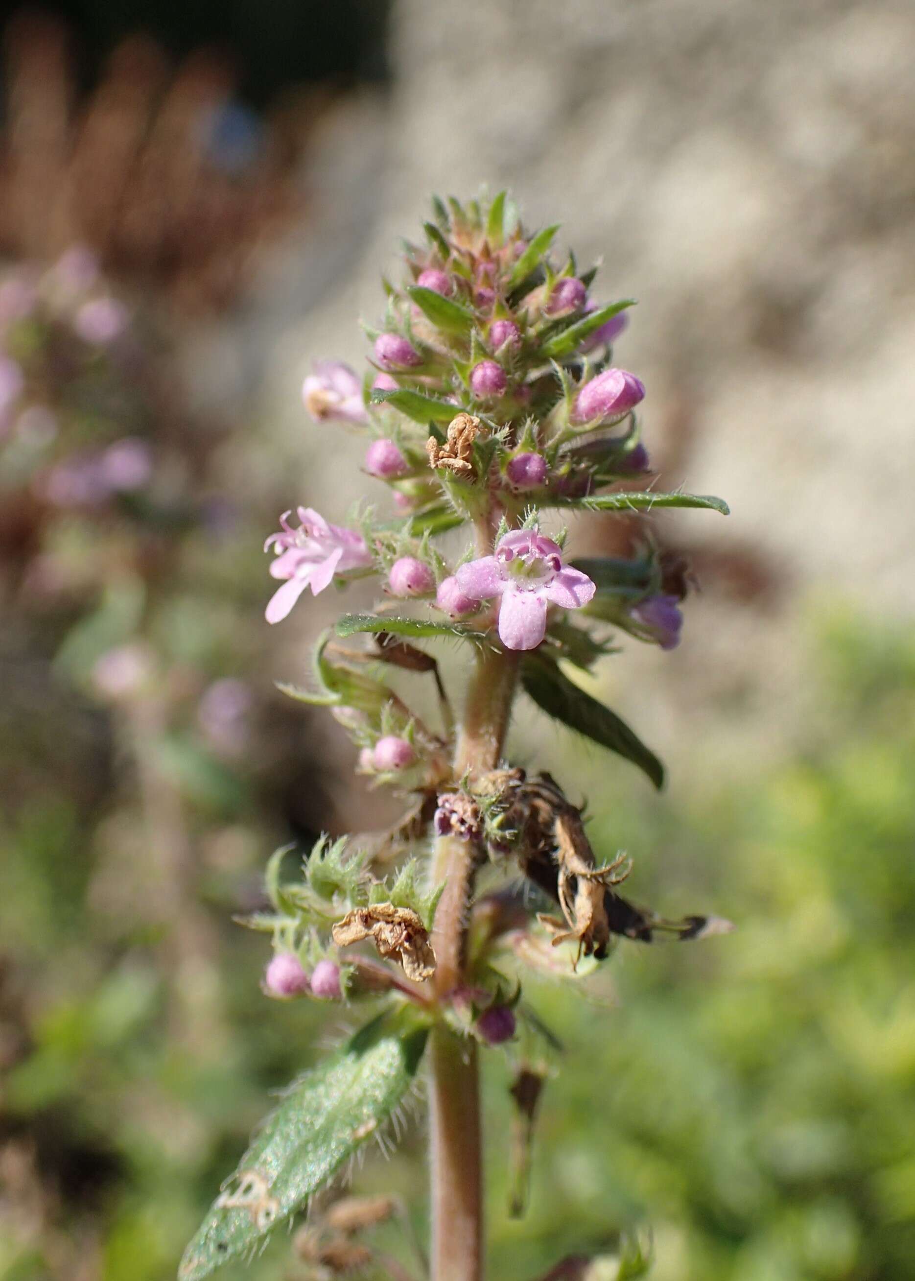 Image of Thymus pulegioides subsp. pannonicus (All.) Kerguélen