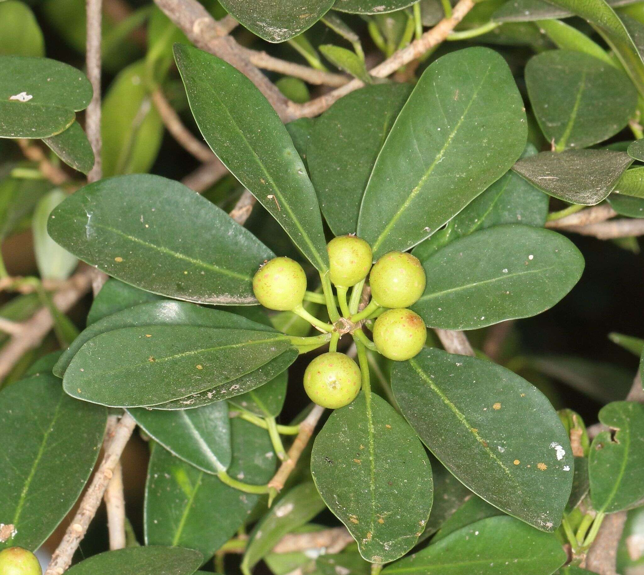 Image of Bark Cloth Fig