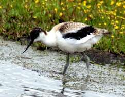 Image of avocet, pied avocet