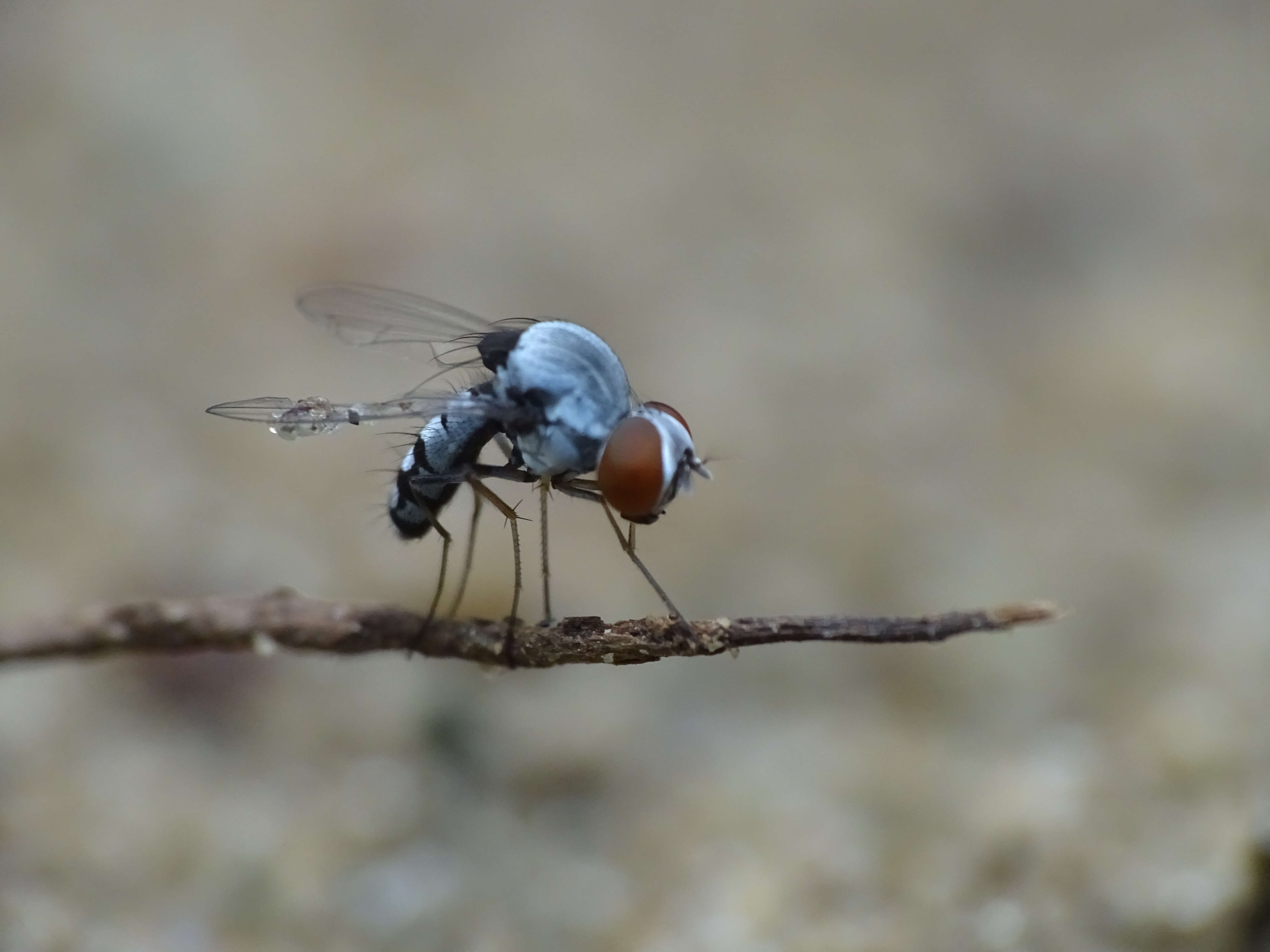 Image of quasimodo flies