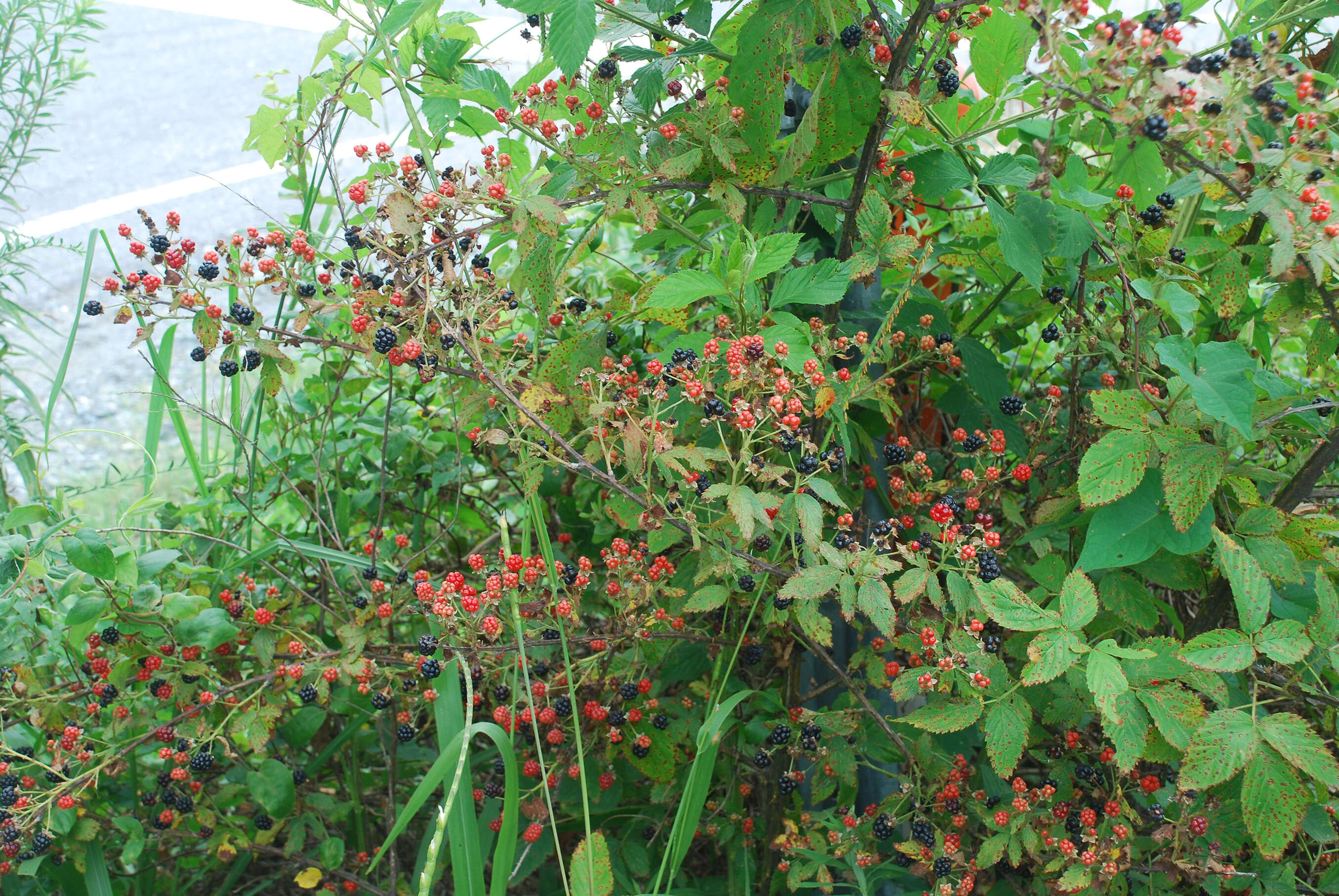 Image of Pennsylvania blackberry