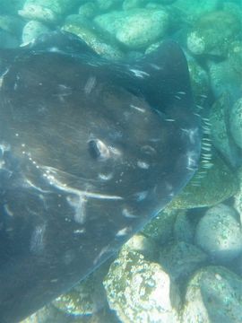 Image of Short-tail Stingray