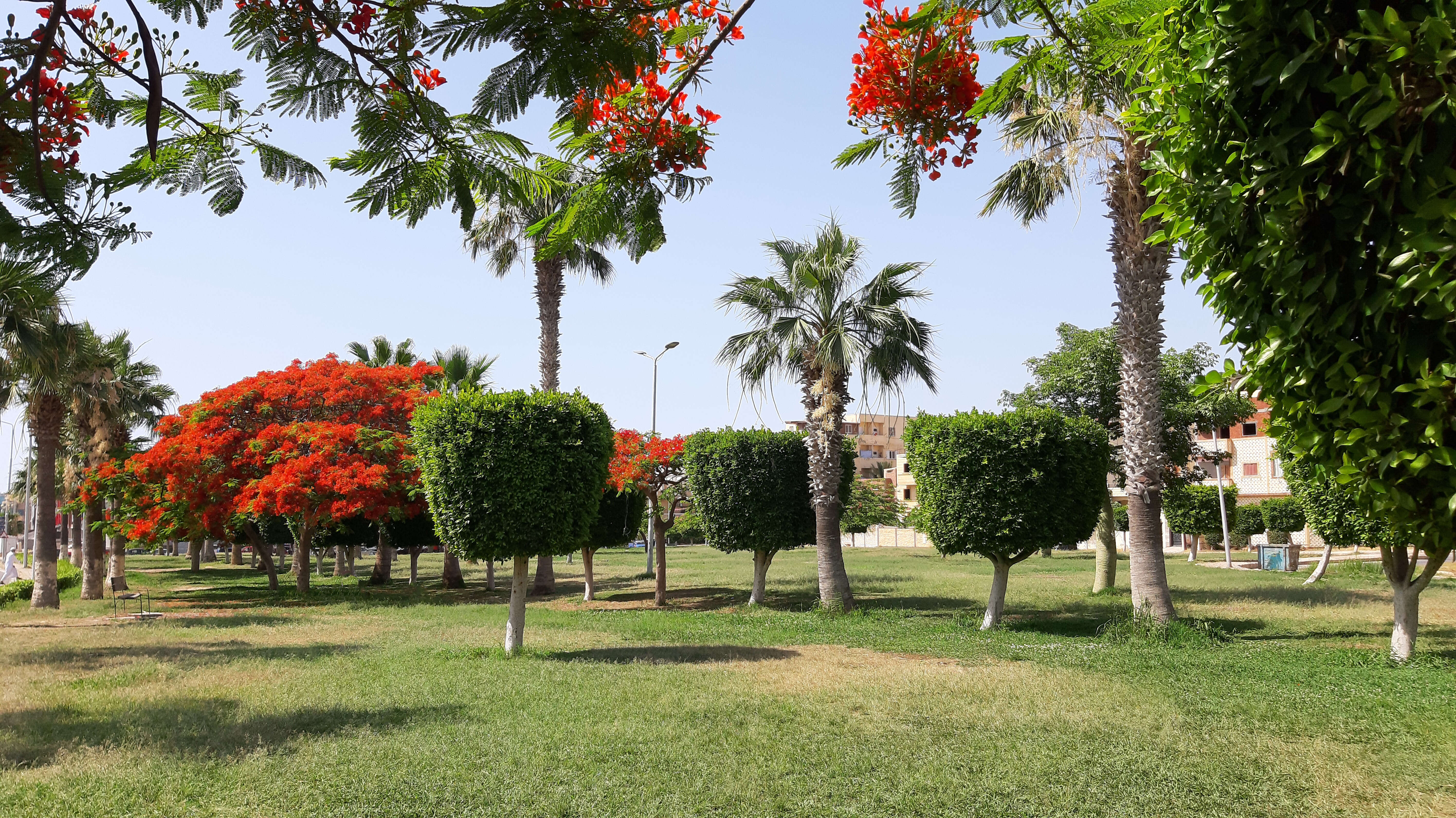 Image of Ficus retusa L.