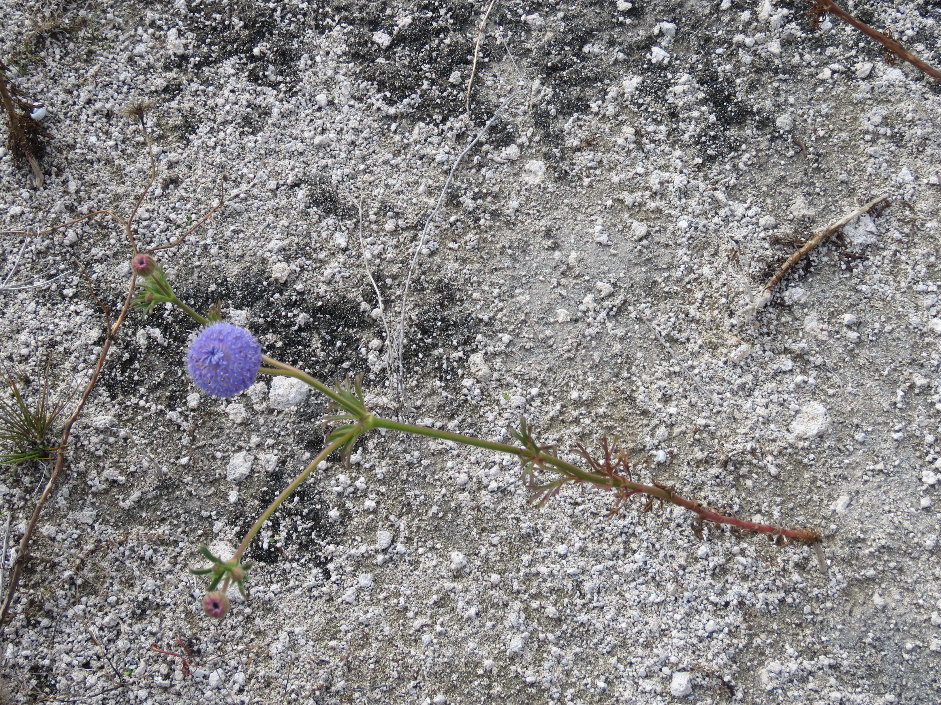 Image of Trachymene coerulea R. Grah.