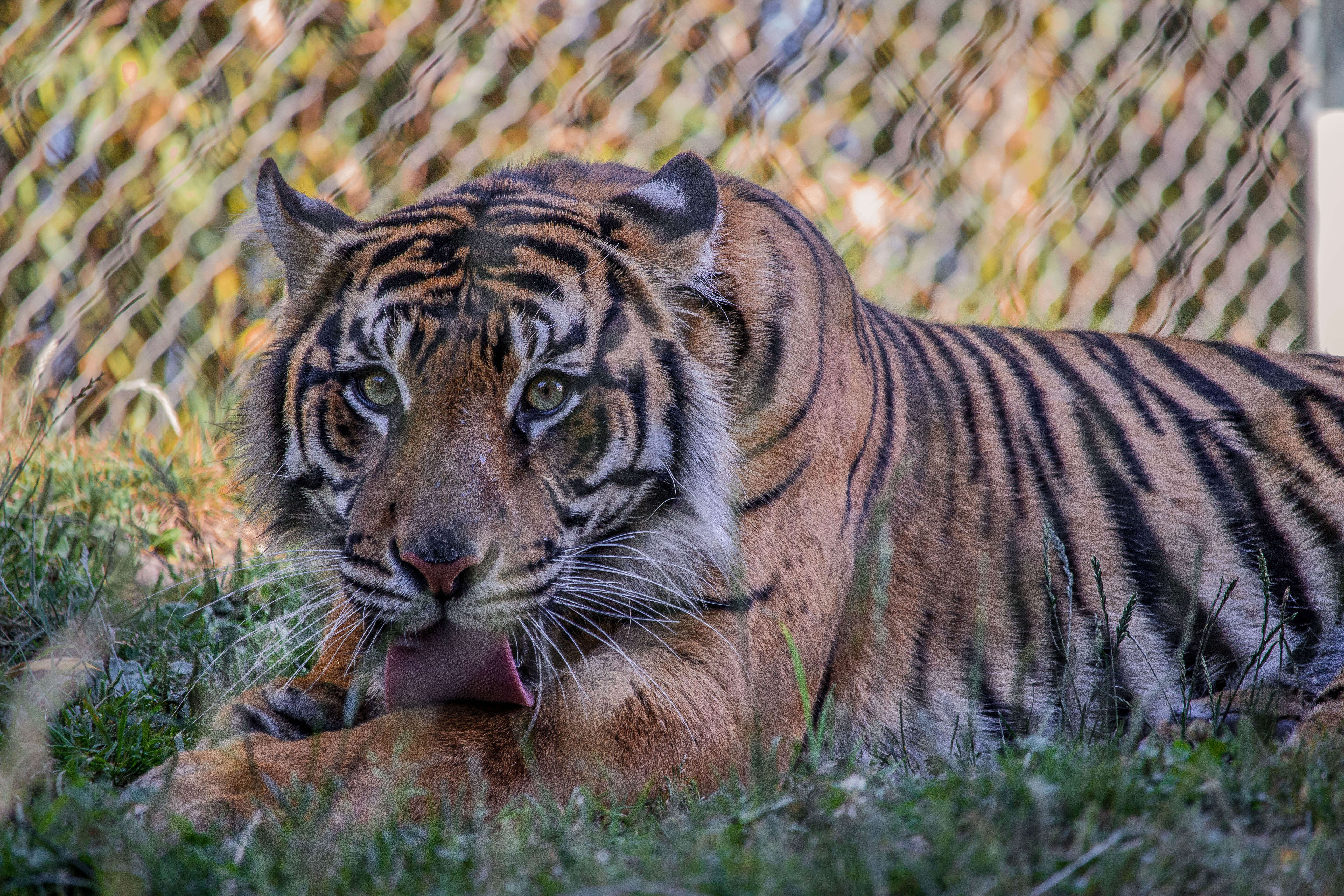 Image of Javan Tiger